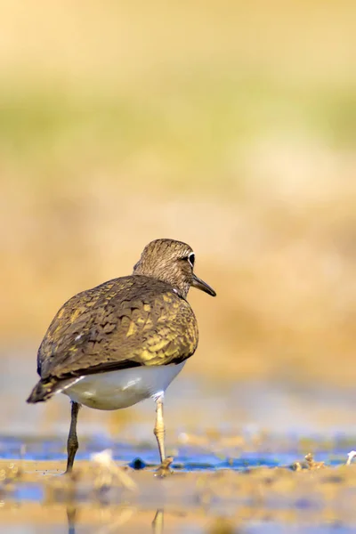 湿地の生息地と水鳥 カラフルな自然の生息地の背景 — ストック写真