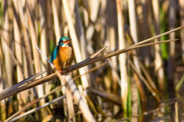 Habitat Das Zonas Húmidas Aves Aquáticas Fundo Habitat Natural Colorido — Fotografia de Stock