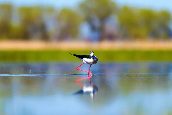 Sunset nature and bird. Sunset nature background. Common water bird: Black winged Stilt. Himantopus himantopus.