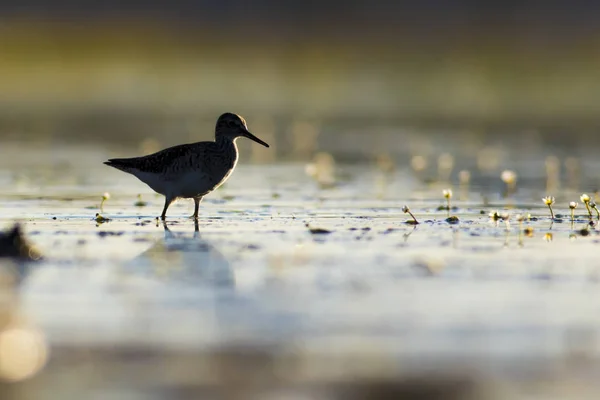 Coucher Soleil Nature Oiseau Coucher Soleil Nature Fond Oiseau Eau — Photo