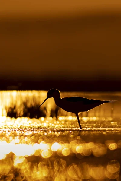 Tramonto Natura Uccello Tramonto Sfondo Natura Uccello Acqua Comune Alato — Foto Stock