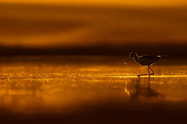 Sonnenuntergang Natur Und Vogel Sonnenuntergang Natur Hintergrund Gewöhnlicher Wasservogel Schwarze — Stockfoto