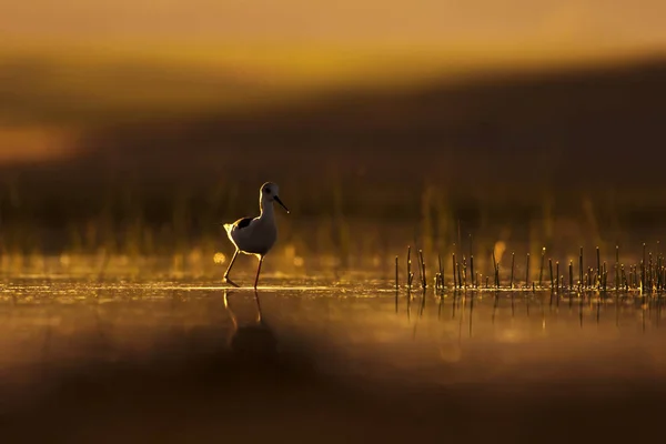 Sonnenuntergang Natur Und Vogel Sonnenuntergang Natur Hintergrund Gewöhnlicher Wasservogel Schwarze — Stockfoto