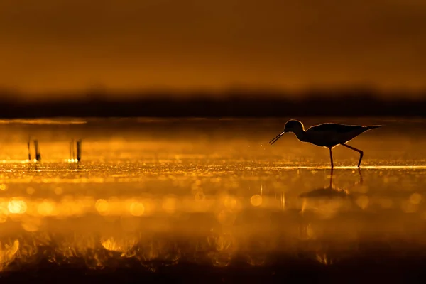 Solnedgång Natur Och Fågel Solnedgång Natur Bakgrund Vanligt Bevattna Fågeln — Stockfoto