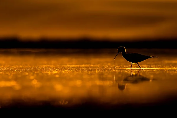 Sonnenuntergang Natur Und Vogel Sonnenuntergang Natur Hintergrund Gewöhnlicher Wasservogel Schwarze — Stockfoto