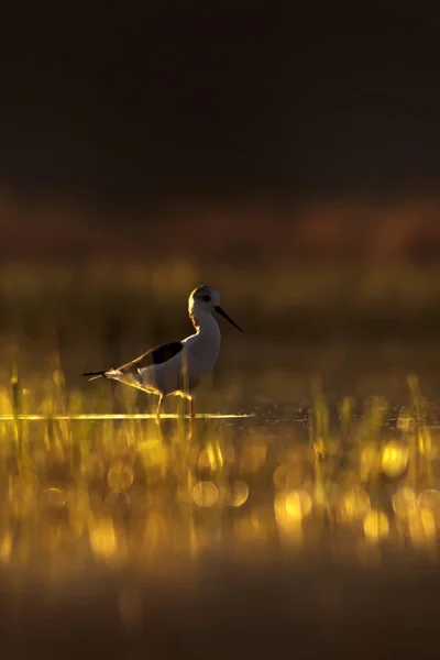 Sunset nature and bird. Sunset nature background. Common water bird: Black winged Stilt. Himantopus himantopus.