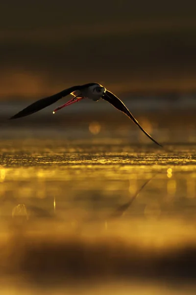 日落的自然和鸟 日落自然背景 常见的水鸟 希马托普斯 希马托 — 图库照片