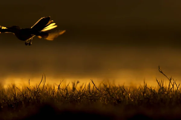 Захід Сонця Природа Птах Тло Природи Заходу Сонця — стокове фото