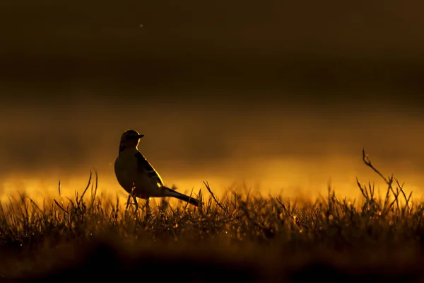 Zonsondergang Natuur Vogel Zonsondergang Natuur Achtergrond — Stockfoto