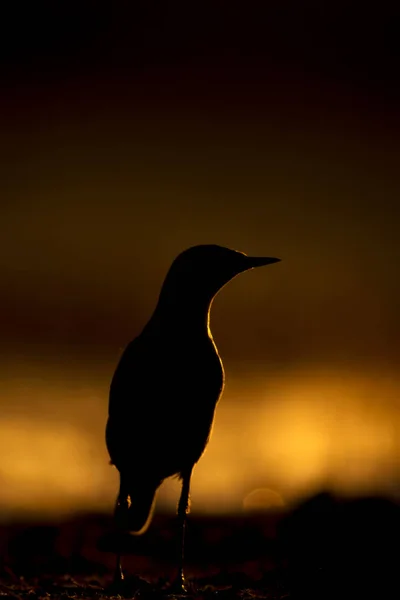 Tramonto Natura Uccello Tramonto Sfondo Natura — Foto Stock