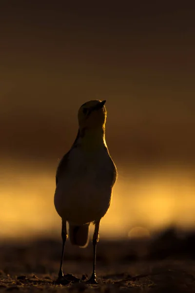 Sunset Nature Bird Sunset Nature Background — Stock Photo, Image