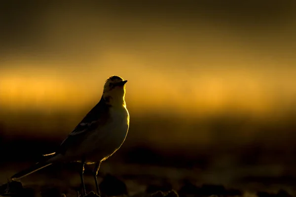 Zonsondergang Natuur Vogel Zonsondergang Natuur Achtergrond — Stockfoto