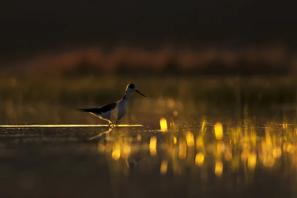 Tramonto Natura Uccello Tramonto Sfondo Natura Uccello Acqua Comune Alato — Foto Stock