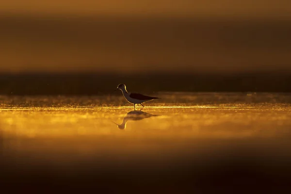 Zonsondergang Natuur Vogel Sunset Natuur Achtergrond Gemeenschappelijk Watervogel Zwart Gevleugelde — Stockfoto