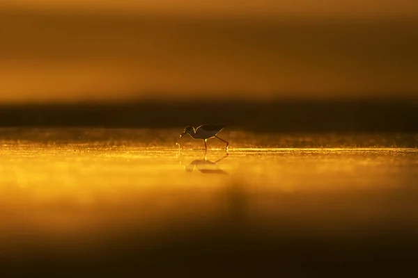 Naturaleza Atardecer Pájaro Fondo Naturaleza Atardecer Pájaro Acuático Común Stilt — Foto de Stock