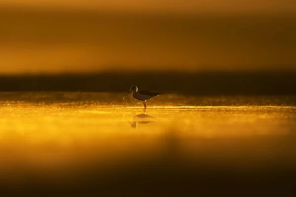 Sonnenuntergang Natur Und Vogel Sonnenuntergang Natur Hintergrund Gewöhnlicher Wasservogel Schwarze — Stockfoto