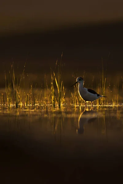 Sunset nature and bird. Sunset nature background. Common water bird: Black winged Stilt. Himantopus himantopus.