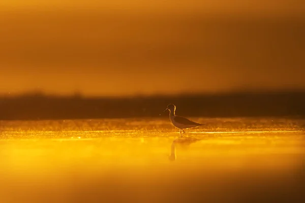 Sonnenuntergang Natur Und Vogel Sonnenuntergang Natur Hintergrund Gewöhnlicher Wasservogel Schwarze — Stockfoto