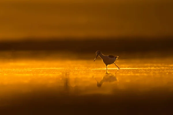 Solnedgång Natur Och Fågel Solnedgång Natur Bakgrund Vanligt Bevattna Fågeln — Stockfoto