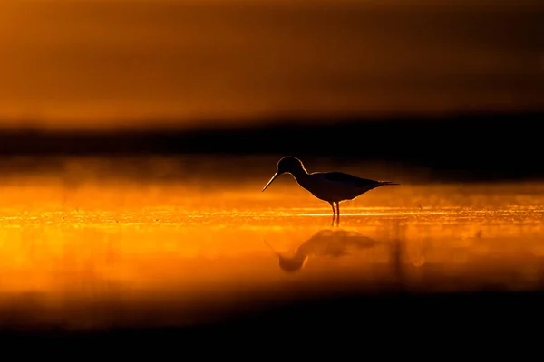 Sonnenuntergang Natur Und Vogel Sonnenuntergang Natur Hintergrund Gewöhnlicher Wasservogel Schwarze — Stockfoto