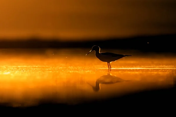 Sonnenuntergang Natur Und Vogel Sonnenuntergang Natur Hintergrund Gewöhnlicher Wasservogel Schwarze — Stockfoto