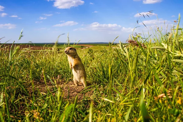 Sevimli hayvan. Yer Sincabı. Yeşil doğa ve mavi gökyüzü arka plan. Manzara fotoğrafı.