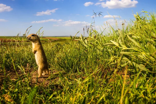 Sevimli hayvan. Yer Sincabı. Yeşil doğa ve mavi gökyüzü arka plan. Manzara fotoğrafı.