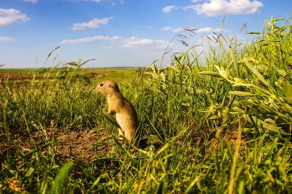 Sevimli hayvan. Yer Sincabı. Yeşil doğa ve mavi gökyüzü arka plan. Manzara fotoğrafı.