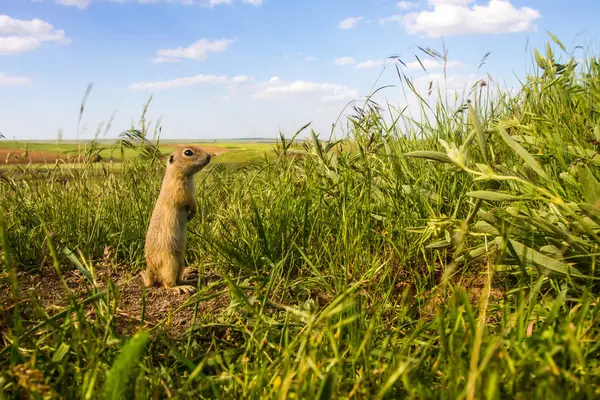 Cute Animal Ground Squirrel Green Nature Blue Sky Background Landscape — Stock Photo, Image