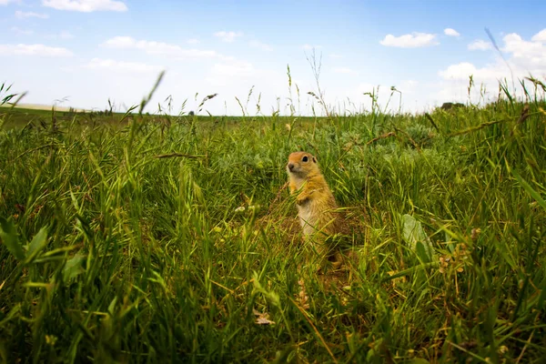 Χαριτωμένο Ζώο Σκίουρος Εδάφους Πράσινη Φύση Και Μπλε Φόντο Στον — Φωτογραφία Αρχείου