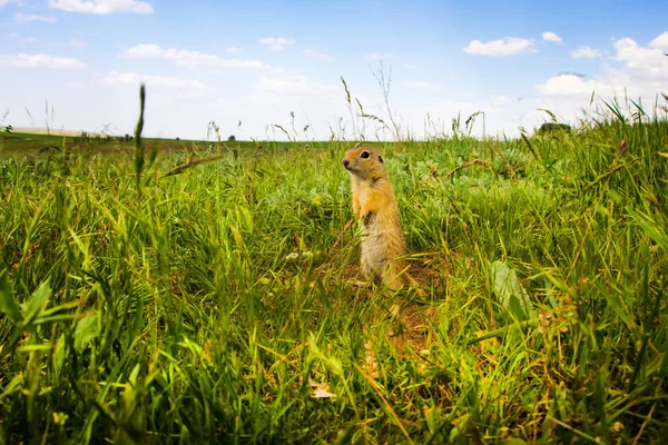 Sevimli hayvan. Yer Sincabı. Yeşil doğa ve mavi gökyüzü arka plan. Manzara fotoğrafı.