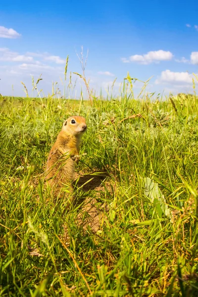 Cute animal. Ground Squirrel. Green nature and blue sky background. Landscape photo.