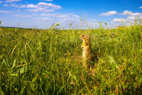 Cute Animal Ground Squirrel Green Nature Blue Sky Background Landscape — Stock Photo, Image