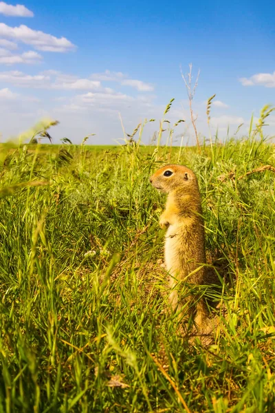 Słodkie Zwierzę Ziemia Wiewiórka Zielona Natura Błękitne Niebo Tle Zdjęcie — Zdjęcie stockowe