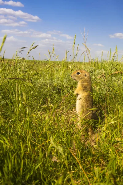 Cute animal. Ground Squirrel. Green nature and blue sky background. Landscape photo.