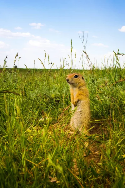 Cute animal. Ground Squirrel. Green nature and blue sky background. Landscape photo.