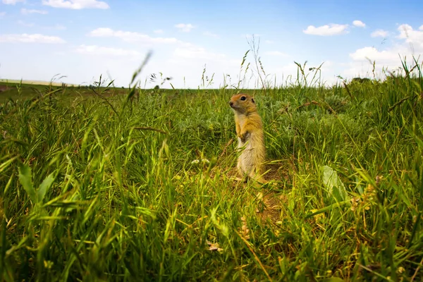 Cute Animal Ground Squirrel Green Nature Blue Sky Background Landscape — Stock Photo, Image