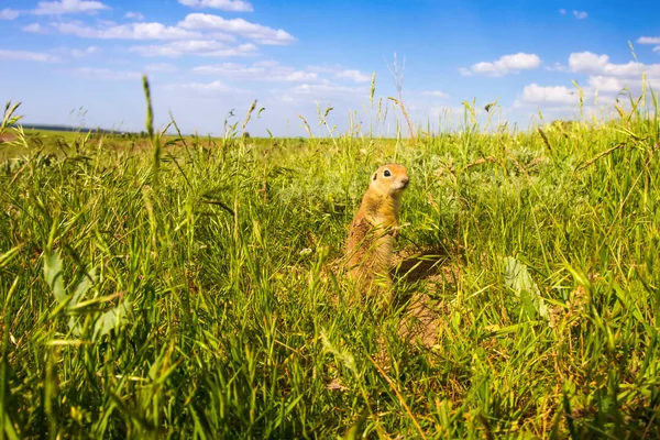 Cute animal. Ground Squirrel. Green nature and blue sky background. Landscape photo.