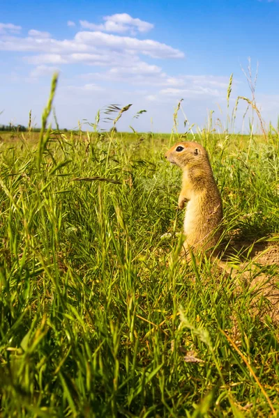 Cute animal. Ground Squirrel. Green nature and blue sky background. Landscape photo.