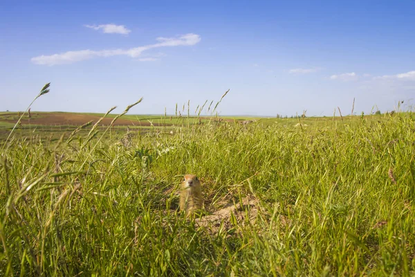 Sevimli hayvan. Yer Sincabı. Yeşil doğa ve mavi gökyüzü arka plan. Manzara fotoğrafı.