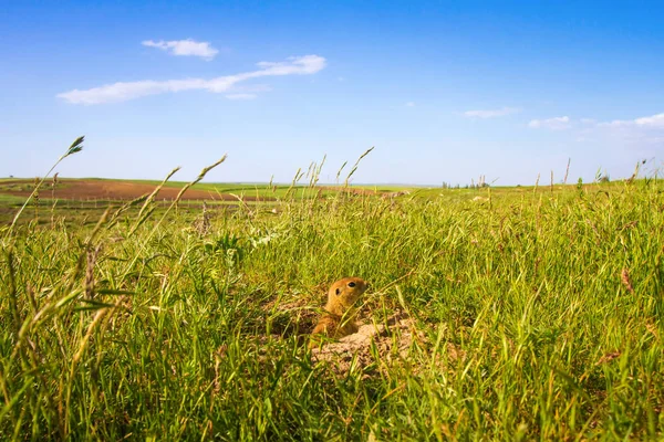 Sevimli hayvan. Yer Sincabı. Yeşil doğa ve mavi gökyüzü arka plan. Manzara fotoğrafı.