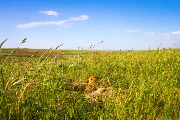Sevimli hayvan. Yer Sincabı. Yeşil doğa ve mavi gökyüzü arka plan. Manzara fotoğrafı.