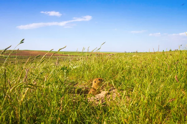 Cute Animal Ground Squirrel Green Nature Blue Sky Background Landscape — Stock Photo, Image