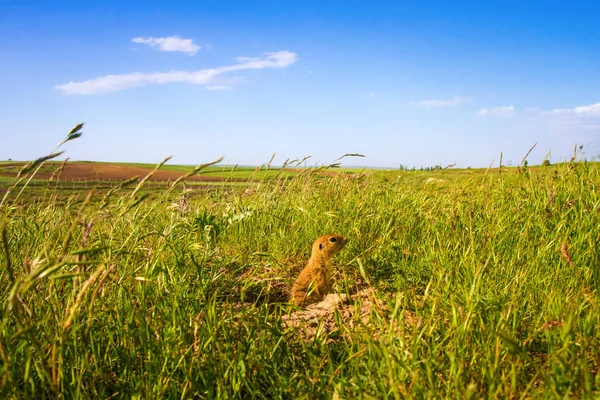 Sevimli hayvan. Yer Sincabı. Yeşil doğa ve mavi gökyüzü arka plan. Manzara fotoğrafı.