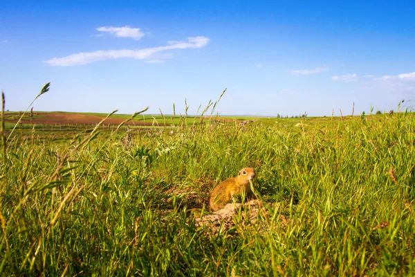 Cute Animal Ground Squirrel Green Nature Blue Sky Background Landscape — Stock Photo, Image