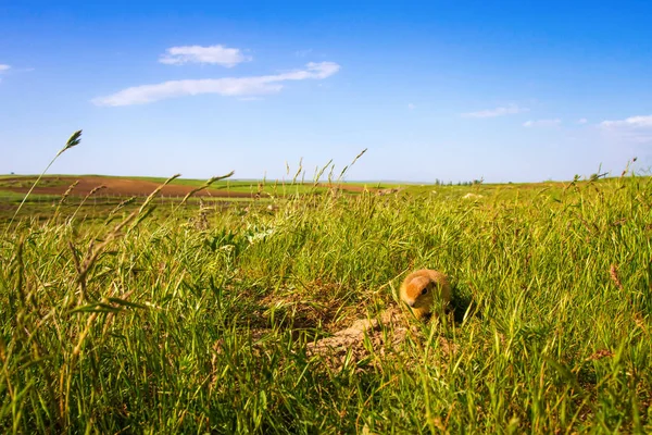 Sevimli hayvan. Yer Sincabı. Yeşil doğa ve mavi gökyüzü arka plan. Manzara fotoğrafı.