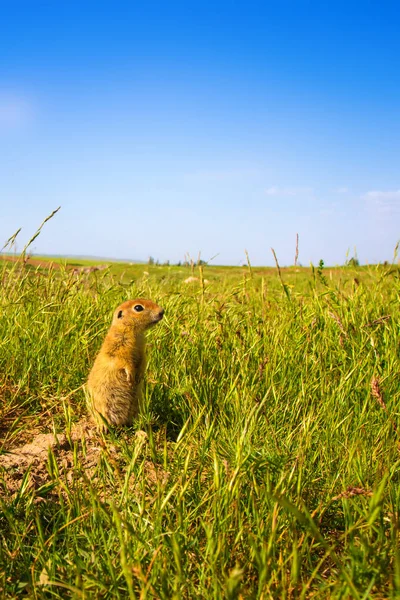 Cute animal. Ground Squirrel. Green nature and blue sky background. Landscape photo.