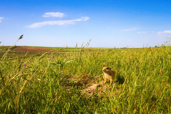 Cute Animal Ground Squirrel Green Nature Blue Sky Background Landscape — Stock Photo, Image