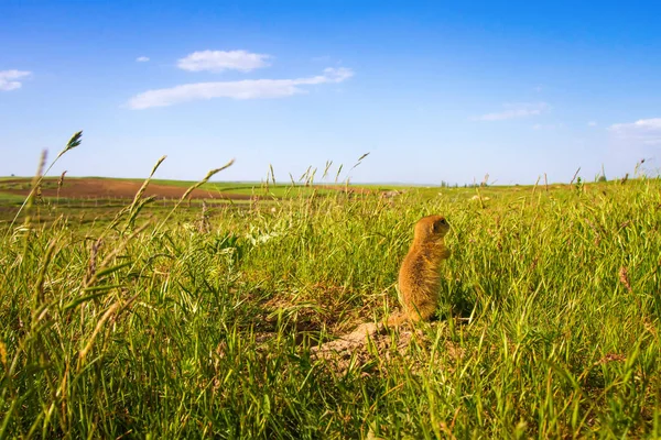 Cute Animal Ground Squirrel Green Nature Blue Sky Background Landscape — Stock Photo, Image