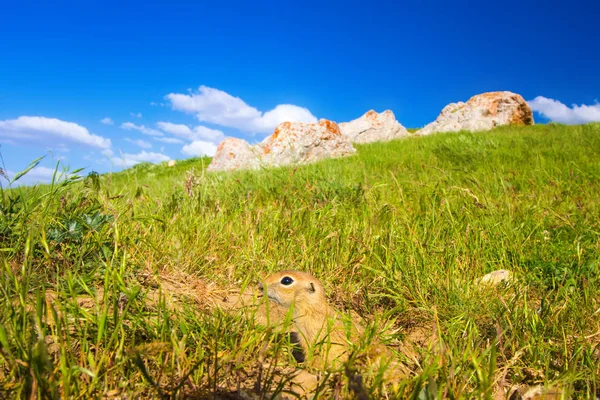 Sevimli hayvan. Yer Sincabı. Yeşil doğa ve mavi gökyüzü arka plan. Manzara fotoğrafı.
